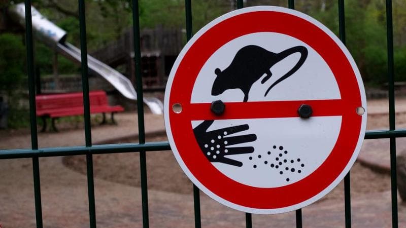 Sempre più topi nelle città. Caldo e spazzatura fanno esplodere la loro popolazione