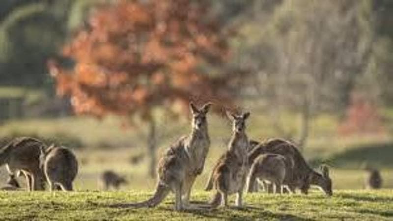 Australia, per la prima volta funziona la fecondazione in vitro sui canguri