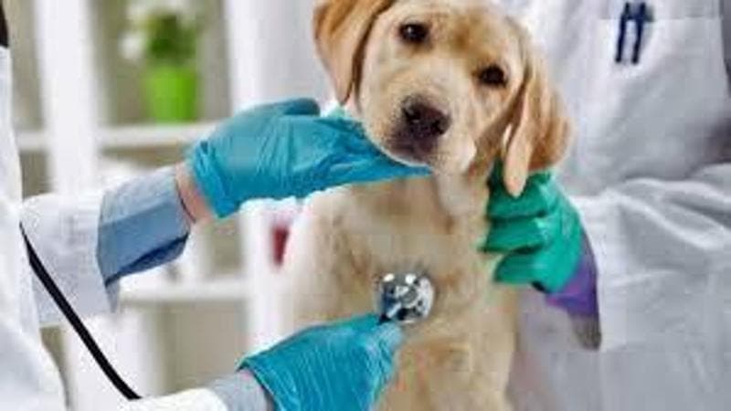 I veterinari arrivano in Borsa: il gruppo europeo IVC Evidensia sta per essere quotato a Londra
