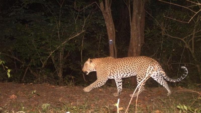 Il reality della giungla: 2mila fotocamere svelano la lotta degli ...