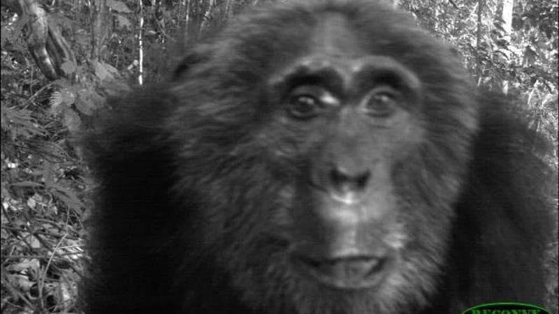 Il reality della giungla: 2mila fotocamere svelano la lotta degli ...