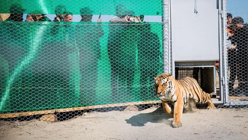 Il rilascio di una delle tigri nella riserva di Ile-Balkhash ( Living Image_WWF)