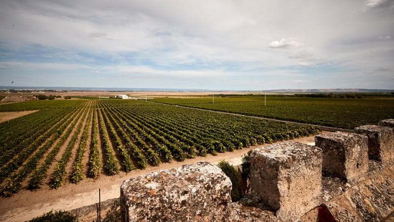 Il vigneto dell’azienda agricola Varvaglione in Puglia a Leporano (Taranto)
