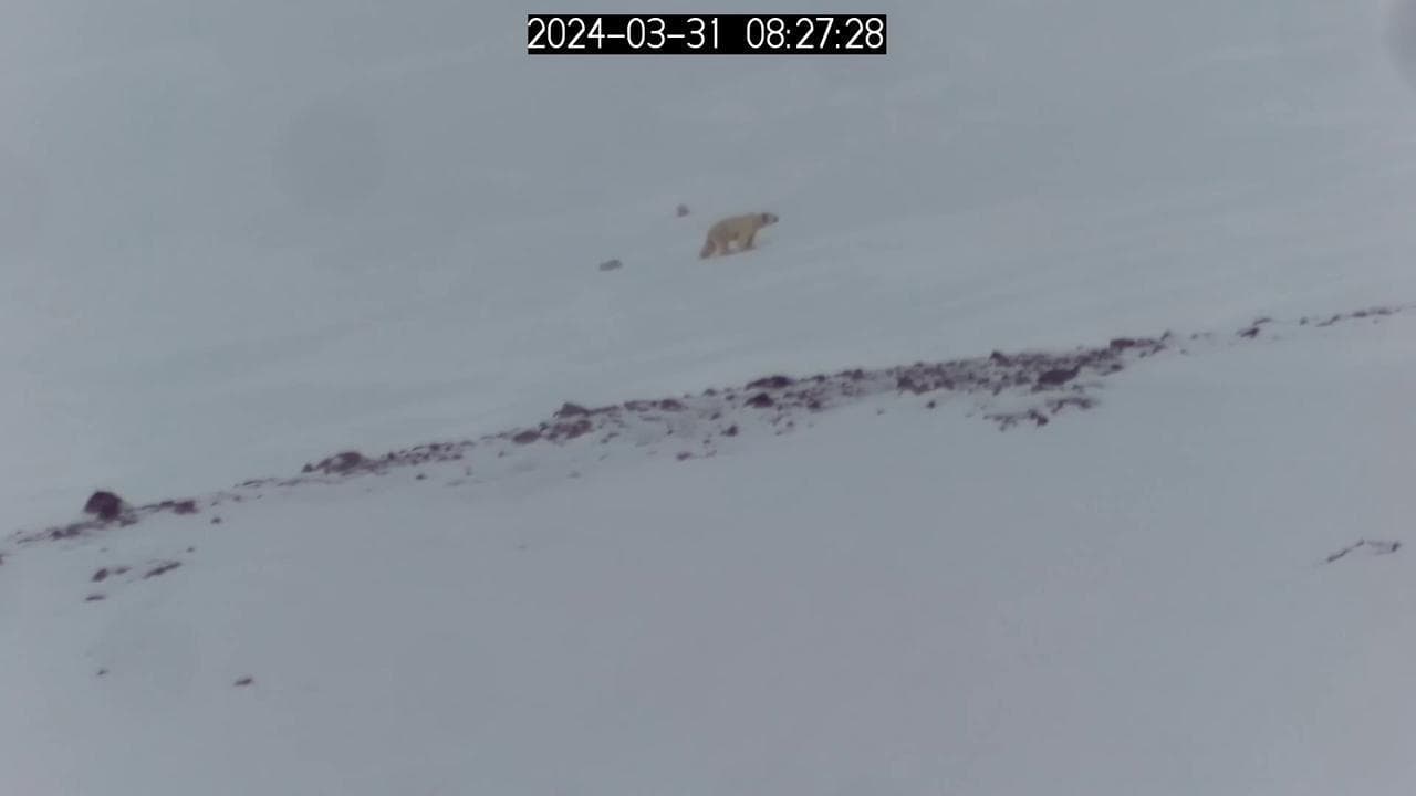 Mamma orsa con i suoi tre cuccioli, le prime immagini dopo 10 anni di tentativi