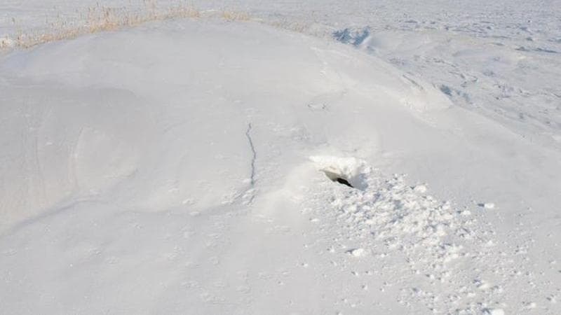 Una tana abbandonata in Alaska. BJ Kirschhoffer / Polar Bears International