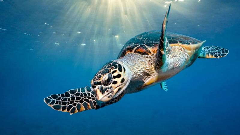 Tartaruga Caretta caretta nel Mar Rosso. getty images