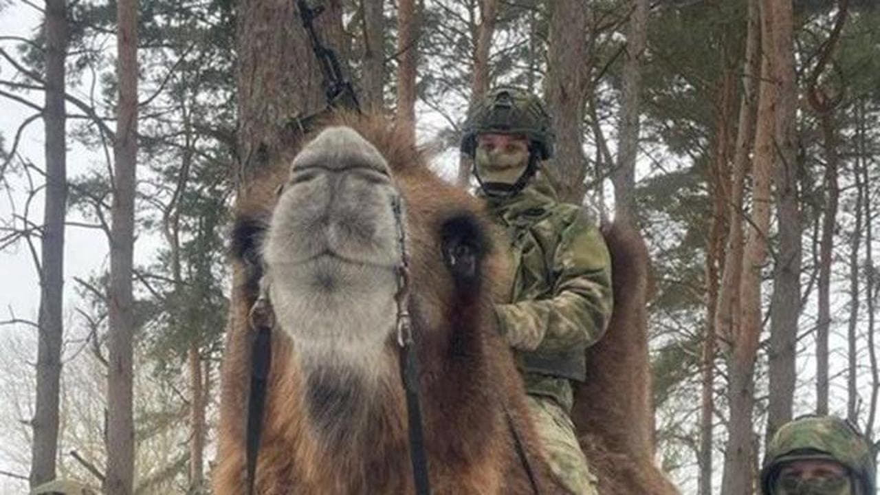 Cammelli, asini e muli: l'ultima risorsa dell'esercito russo