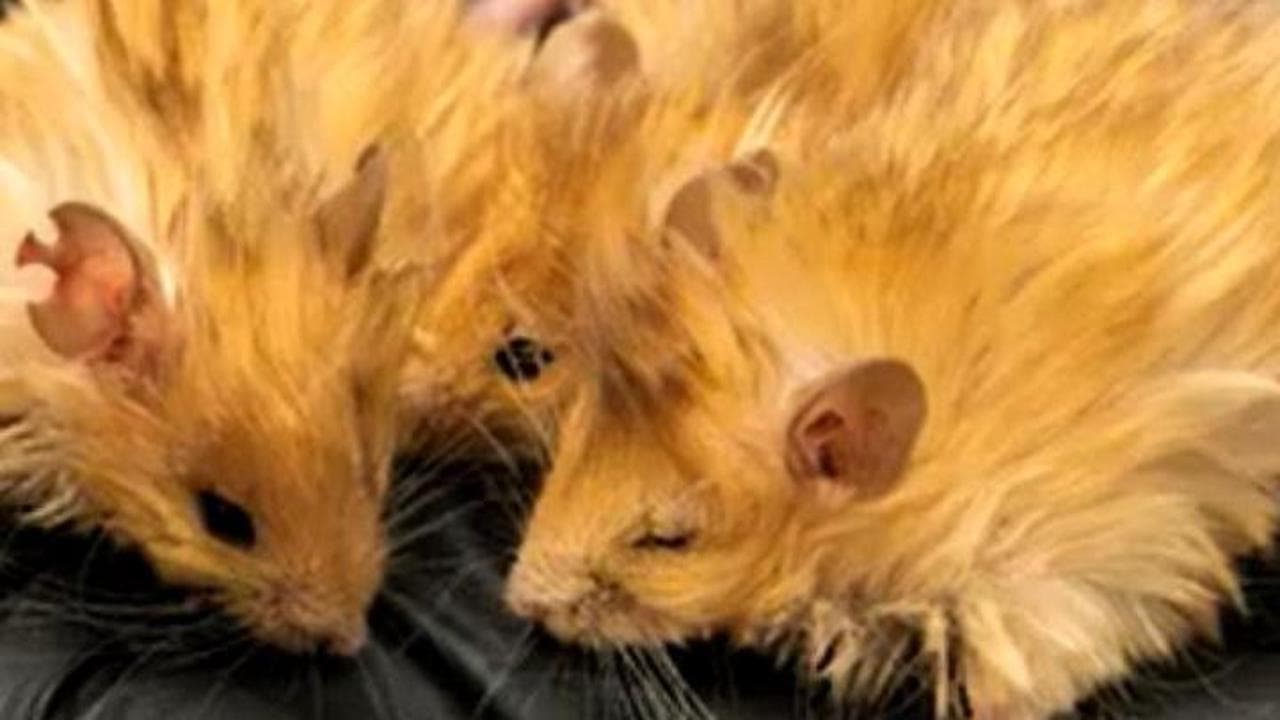 Ecco il topo lanoso creato in laboratorio: primo passo per far rivivere i mammut