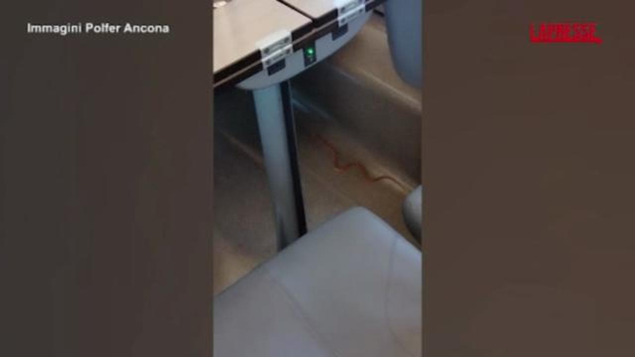 Un serpente in carrozza: paura su un treno per Milano