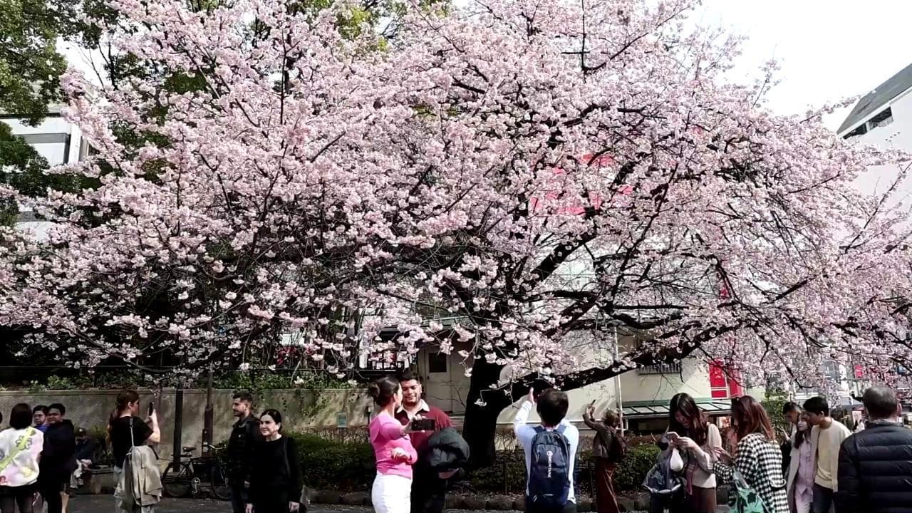 Il primo respiro di primavera a Tokyo: i sakura sbocciano in anticipo