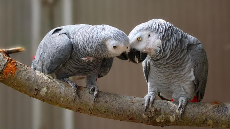 Pappagalli cenerini: aiutano senza chiedere nulla in cambio (Getty images)