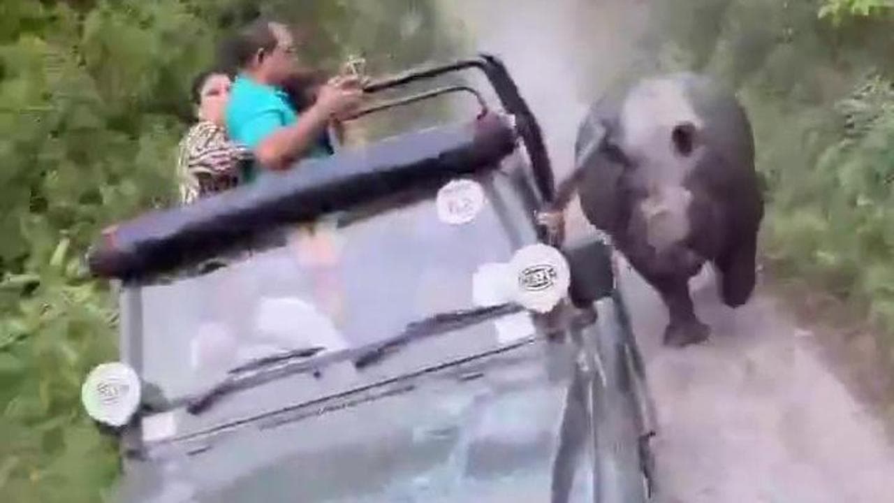 India, la presenza dei turisti infastidisce il rinoceronte: l'animale s'infuria e insegue una jeep