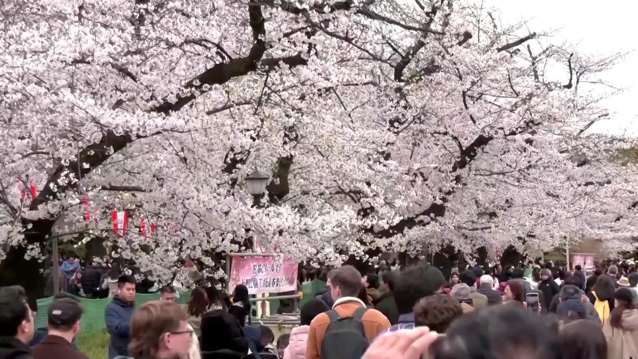 Tokyo, il freddo non ferma la folla di giapponesi nei parchi per ammirare la fioritura dei ciliegi