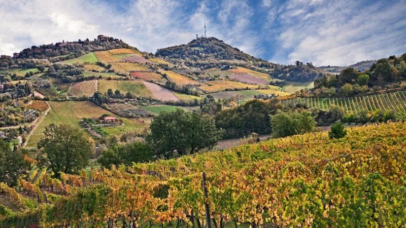Bertinoro, Forli-Cesena, Emilia Romagna, Italy: autumn landscape of the hilly countryside with vineyards for wine production