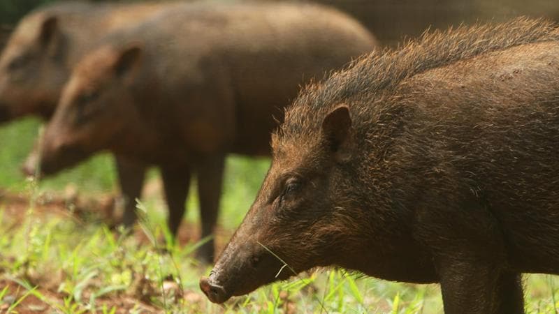 L'invasione dei cinghiali, un’emergenza senza fine