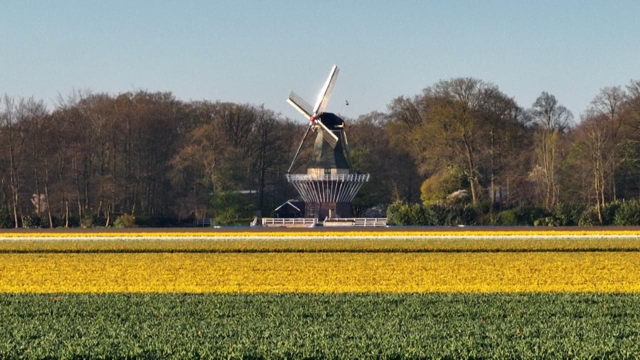 Olanda: non solo tulipani, lo spettacolo di milioni di fiori al giardino delle meraviglie