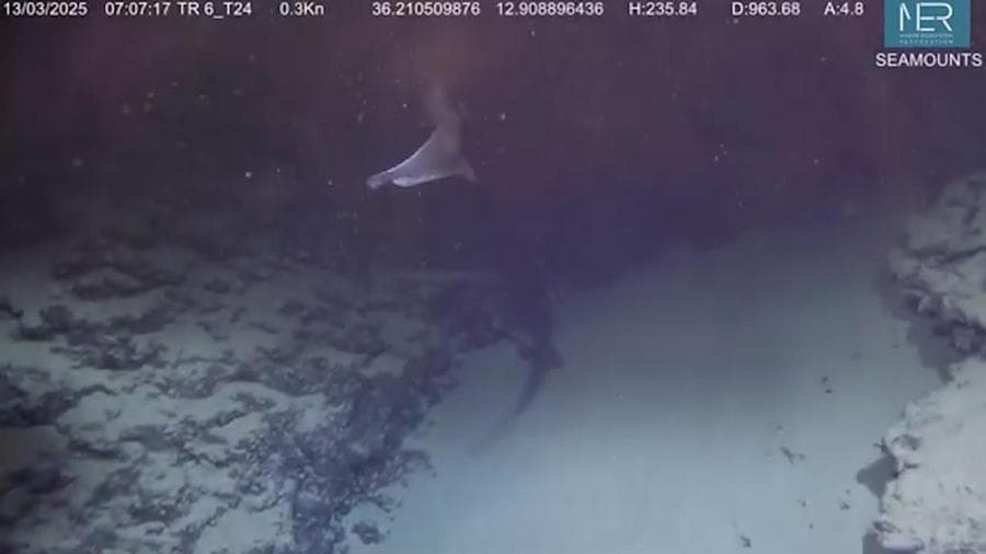 Le montagne mai viste (e uno squalo a mille metri) in fondo al mare Mediterraneo