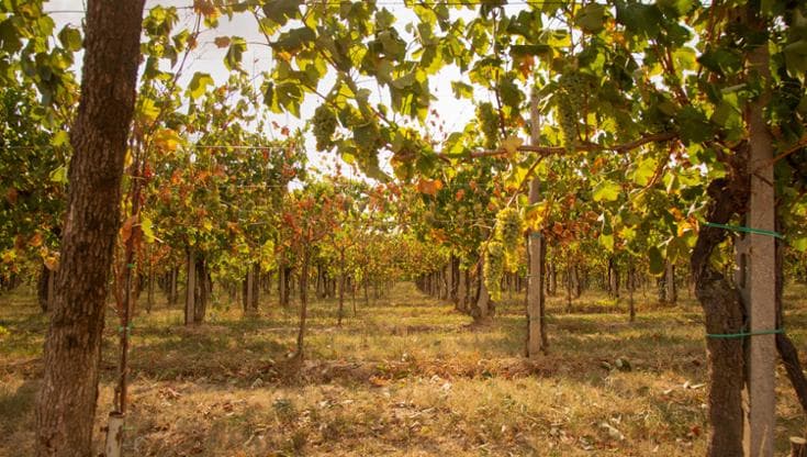 I vini bio aspettano i dazi Usa. E importatori hanno già iniziato a chiedere sconti