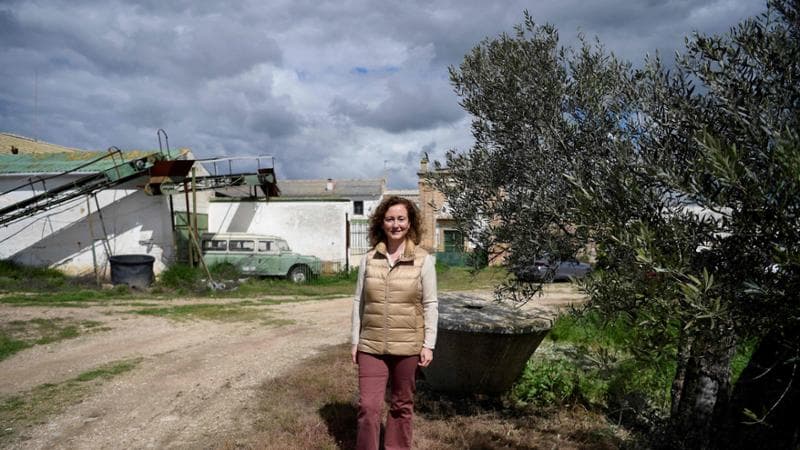Spagna, coltivatori in guerra contro i pannelli fotovoltaici: “100 mila ulivi a rischio”