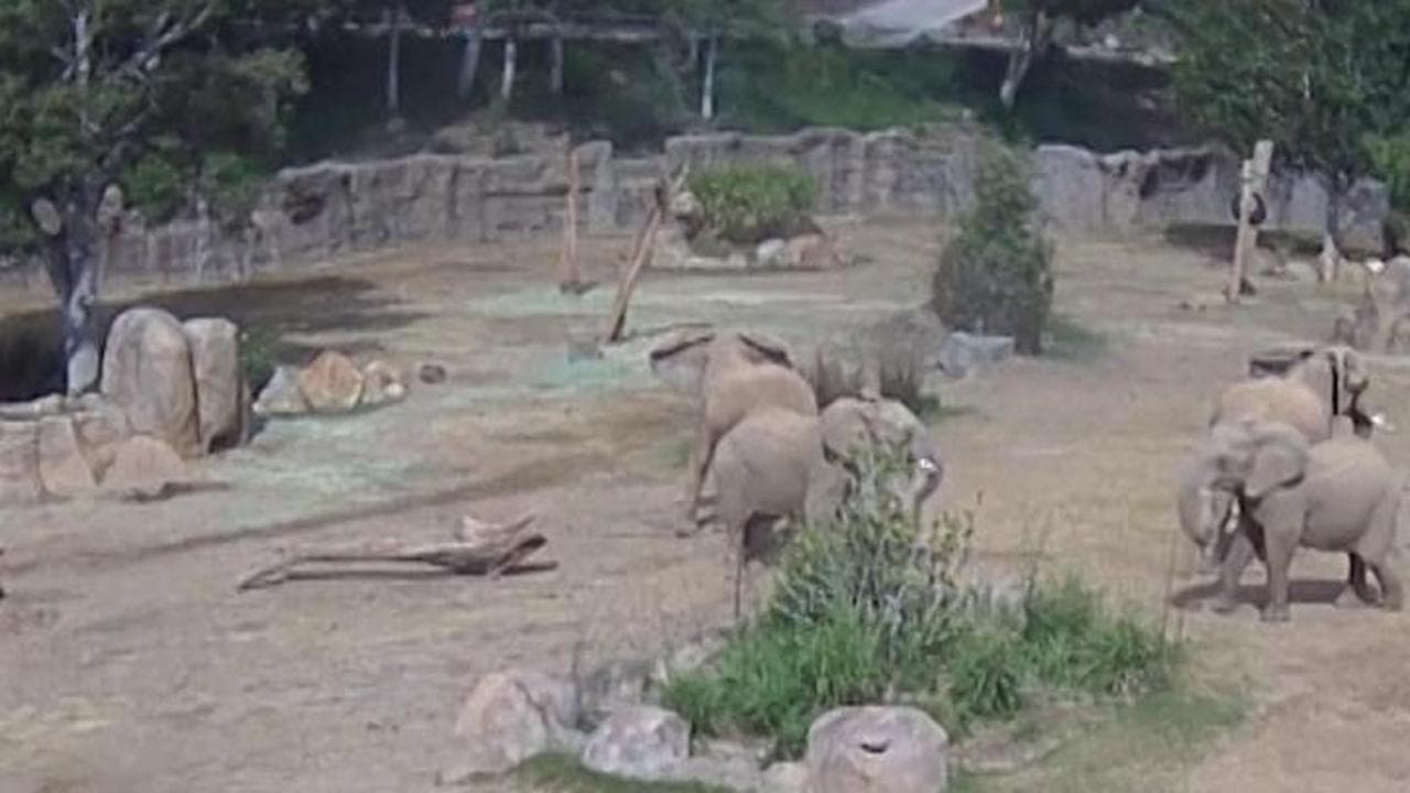 San Diego, gli elefanti avvertono il sisma: ecco come tentano di proteggere i loro cuccioli