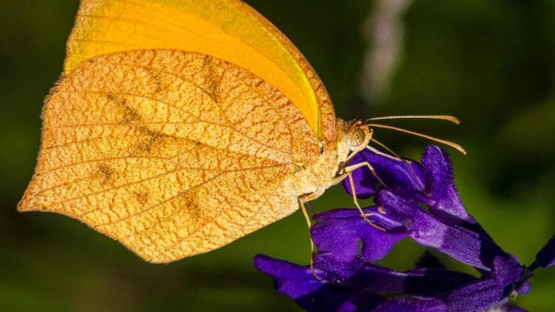 Le farfalle Pyrisitia proterpia