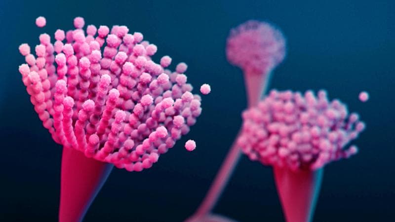 Aspergillus fumigatus (Stephanie Rossow / Spl / Getty Images )