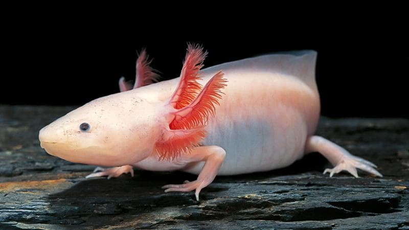 L’axolotl (Getty images)