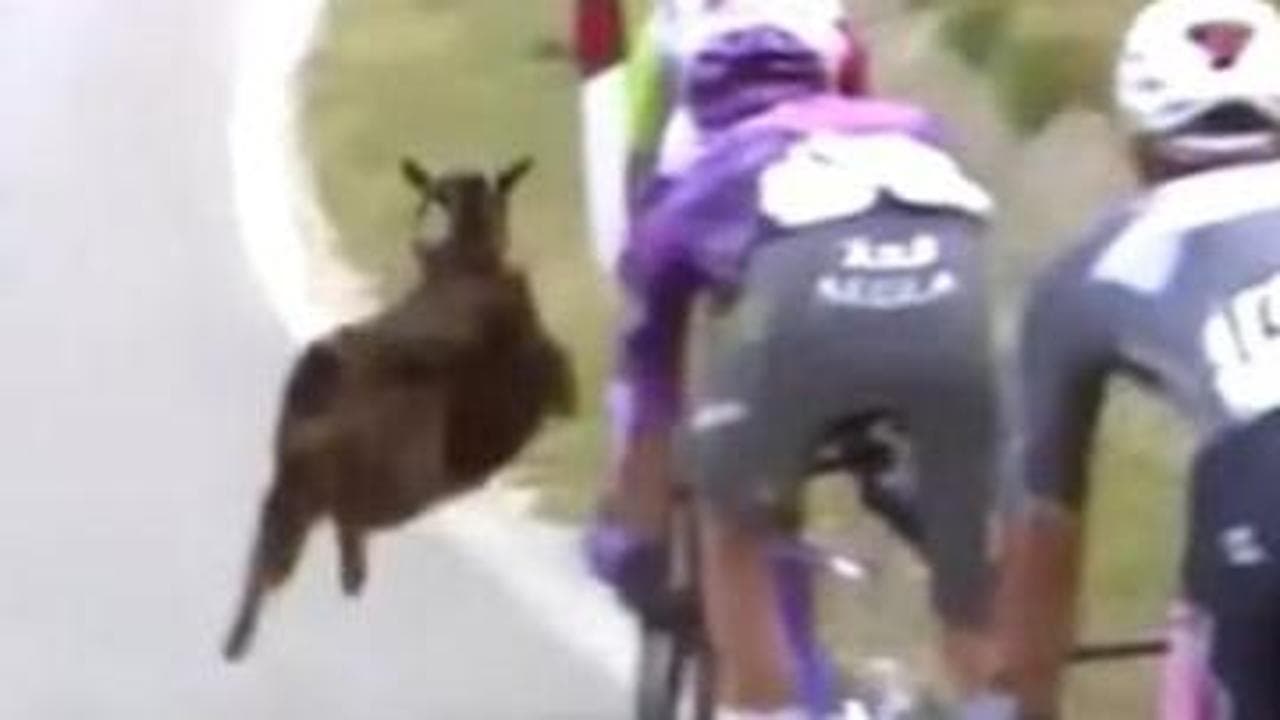 Giro d'Italia, il neozelandese Smith resiste all'assalto di una capra