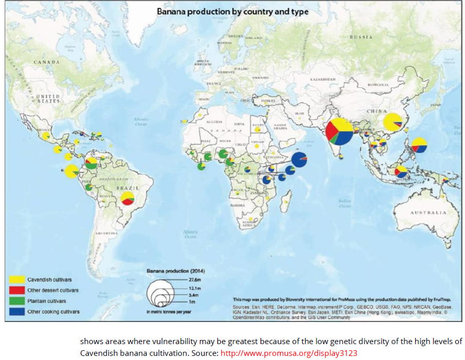 Produzione e tipologia di banane nel mondo