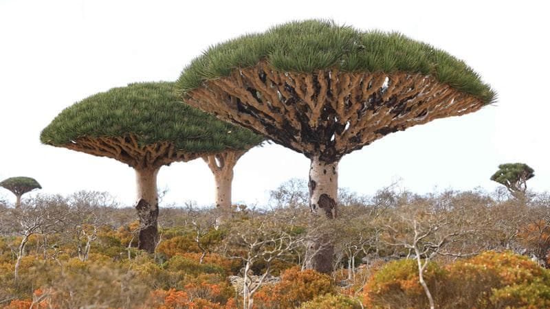 Yemen. L’eden Socotra rischia di perdere la sua icona. Cicloni e capre minacciano l’albero del drago