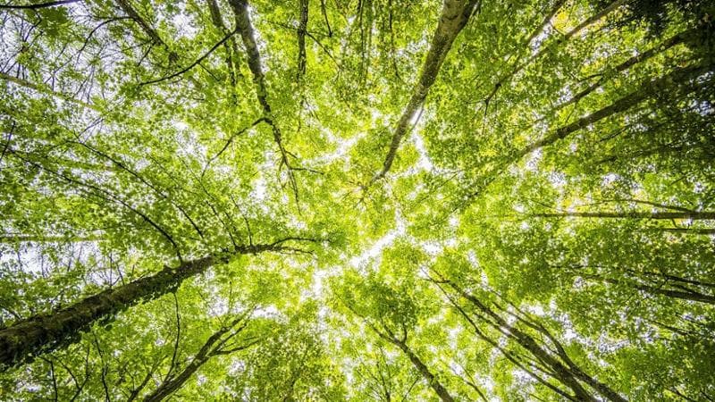Da Torino alla Sicilia ai piedi degli alberi monumentali d’Italia. Ci sono anche le sequoie