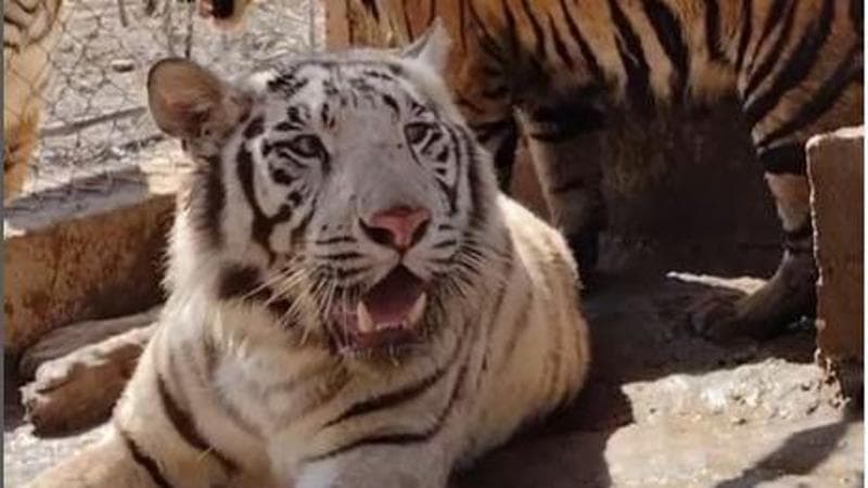 Messico, troppa violenza tra le gang: trasferiti da uno zoo 700 animali tra cui tigri e leoni