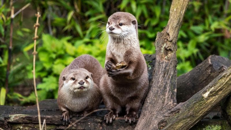 Due esemplari di lontra (Shutterstock)
