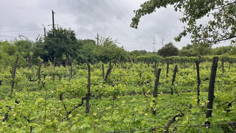 Vigneti nella regione della Cachezia - Foto di Paolo Ribichini