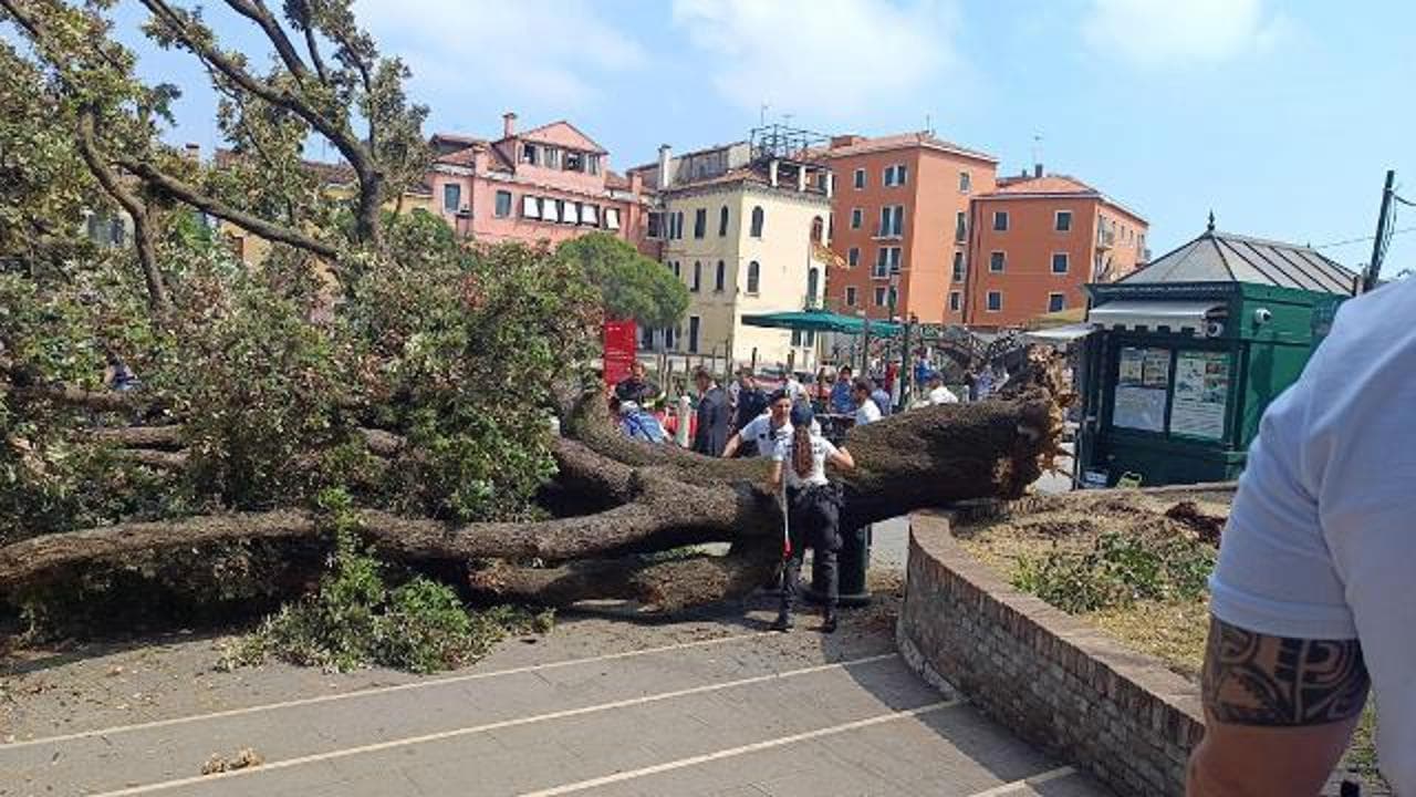 Venezia, un grande albero crolla tra la folla: urla, fuga e soccorsi in Piazzale Roma