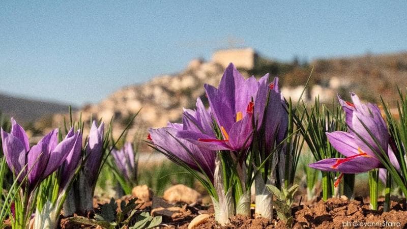 Zafferano a Navelli, Abruzzo