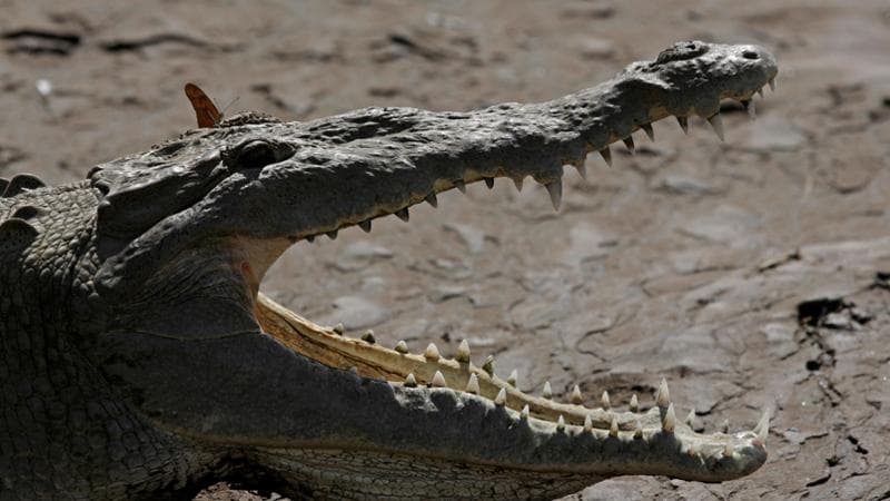 “Alligator Alcatraz”: un carcere per migranti in Florida in una palude infestata da coccodrilli