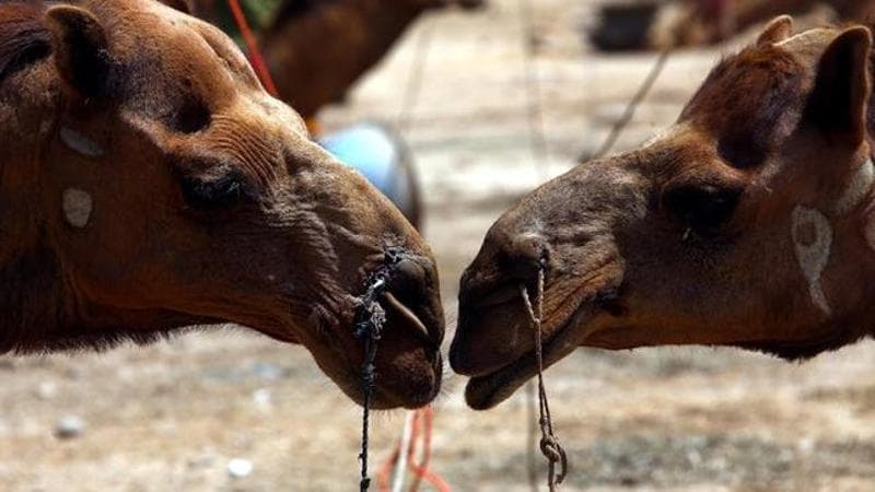 Sacrificial animals (EPA/REHAN KHAN)