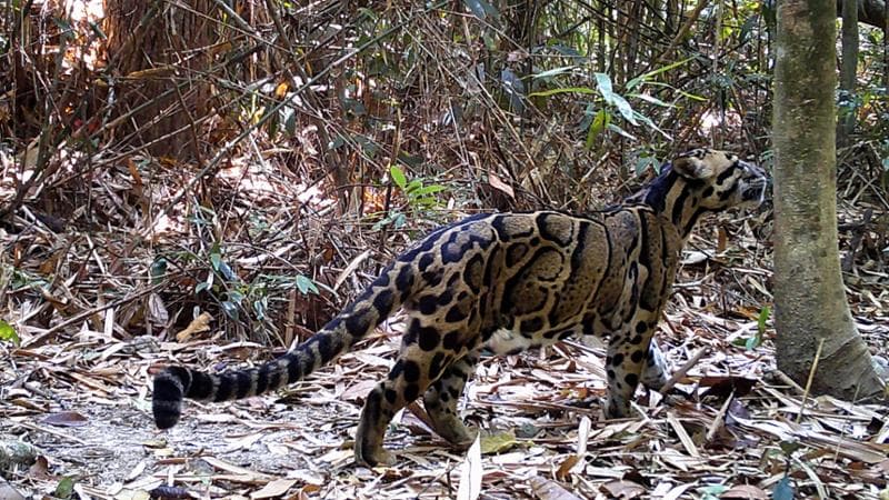 il leopardo nebuloso, ripreso da una fototrappola, specie sempre meno presente in quest’area. ©  Fauna & Flora
