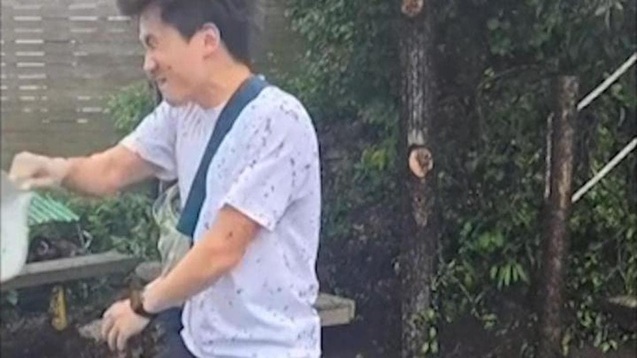 Corea del Sud, gli "insetti dell'amore" invadono Seul: milioni di mosche infestano la città