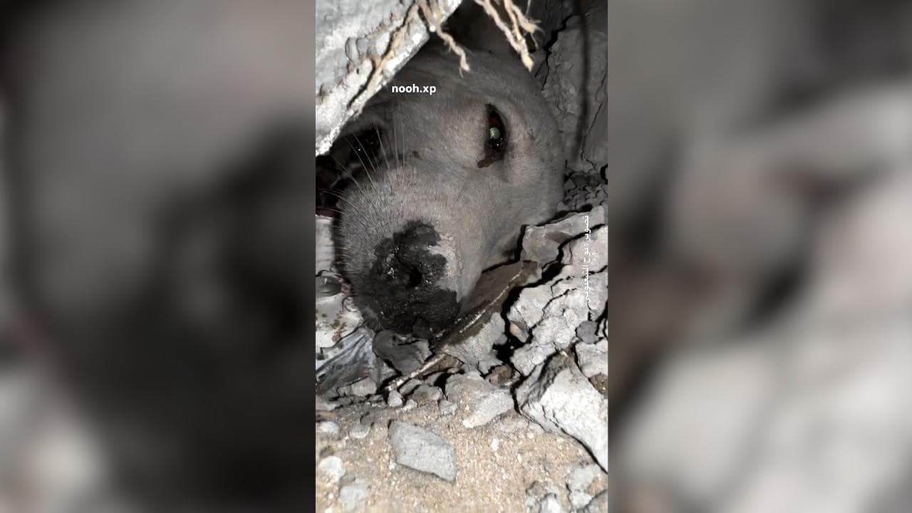 Gaza, il mugolio li guida al salvataggio: il video del cane estratto dalle macerie