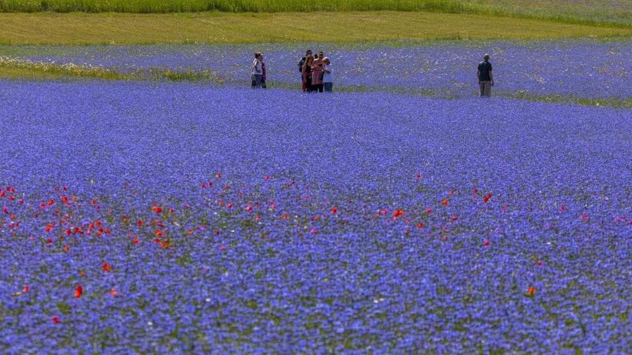 La fioritura delle lenticchie di Castelluccio di Norcia. Uno spettacolo quest'anno mancato