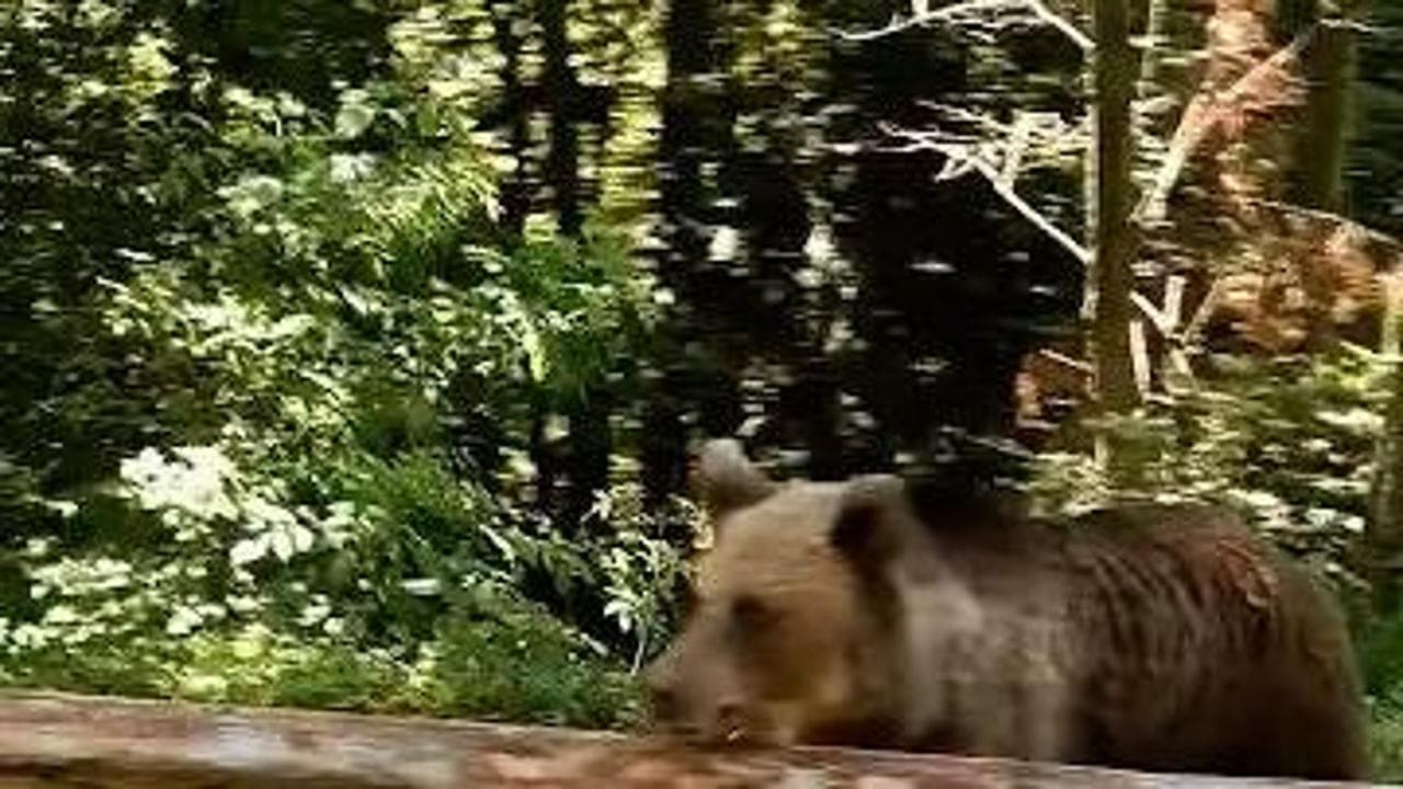 Romania, "Guarda che bello l'orso!": il video del motociclista prima dell'aggressione