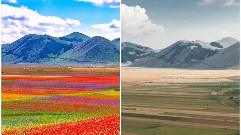 Fioritura addio. A Castelluccio il caldo spegne l’arcobaleno