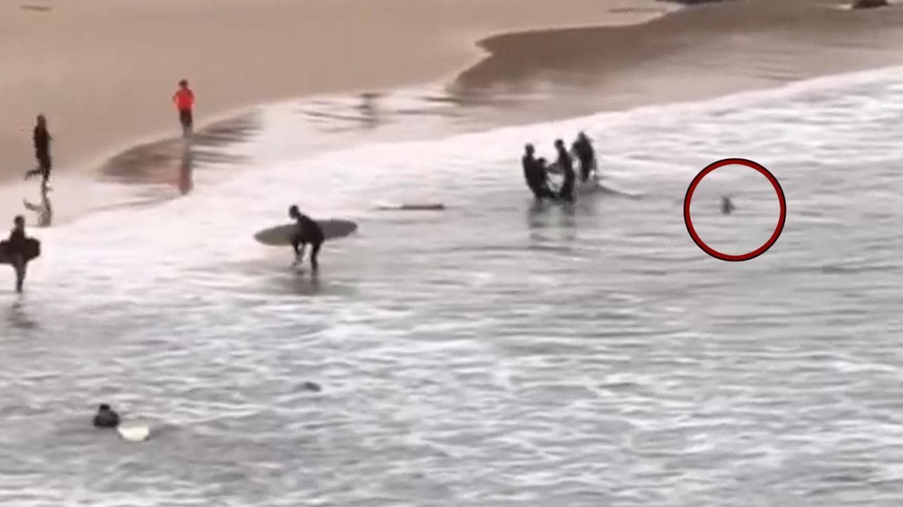 Australia, lo squalo attacca il surfista e lo insegue fino al bagnasciuga