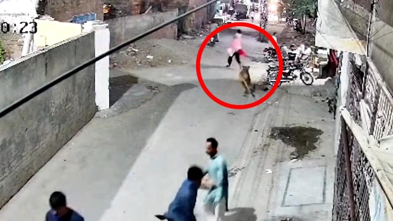 Lahore, leone sfugge al proprietario e si lancia su una donna in strada