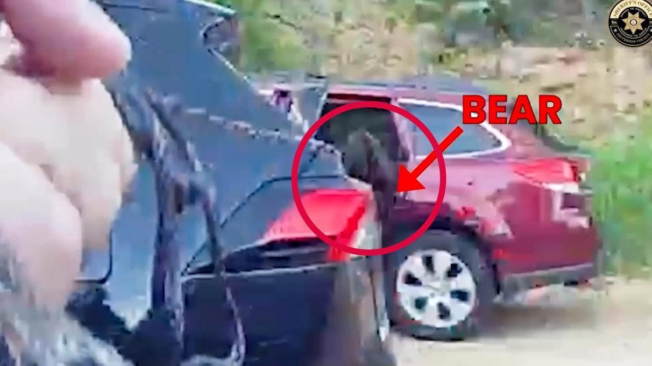 Un orso entra in un'auto parcheggiata: la strategia per farlo scendere