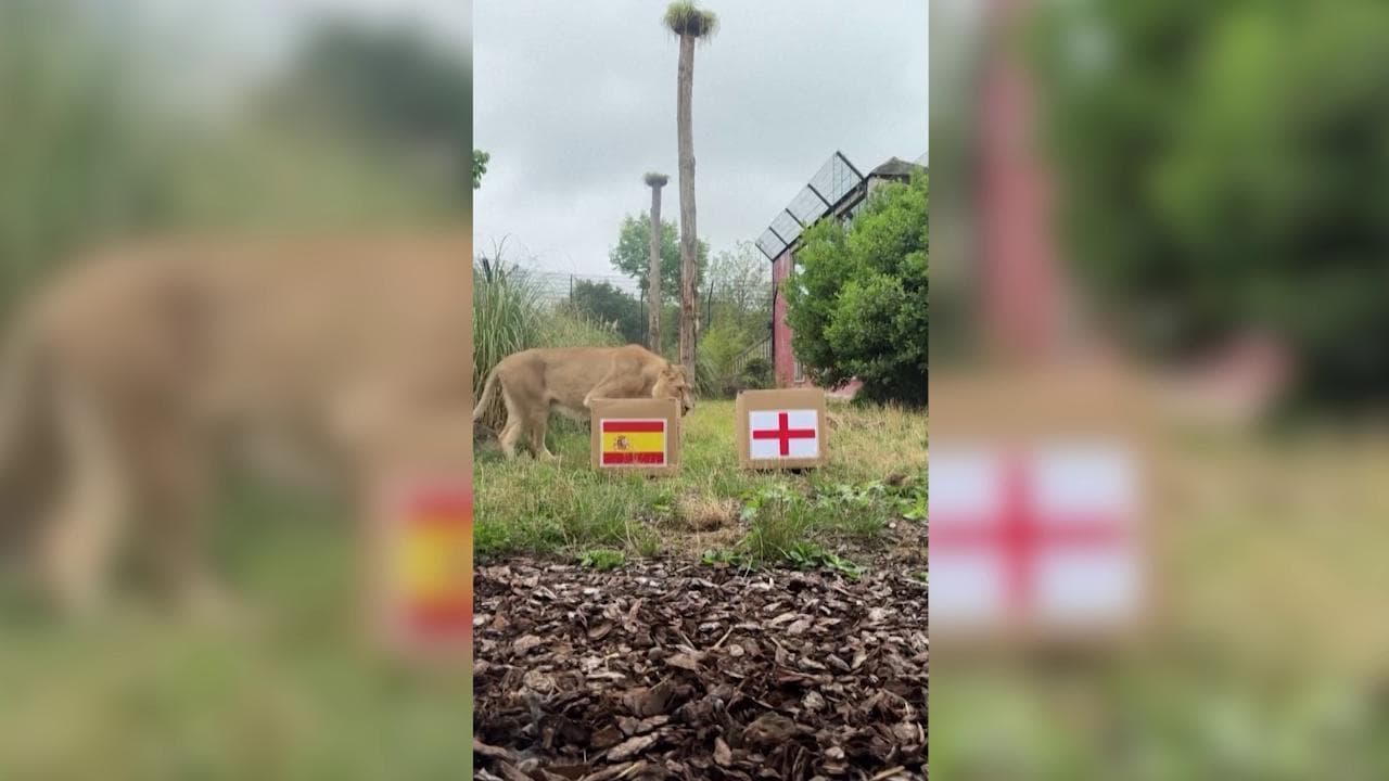 Europei, l'Inghilterra batterà la Spagna: ecco come la leonessa ha scelto le "Leonesse"  britanniche