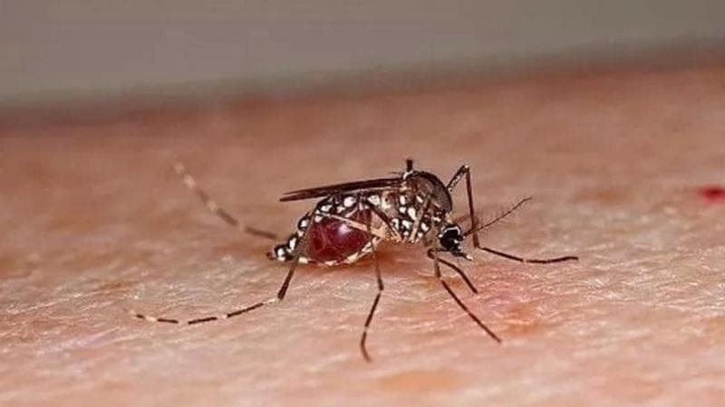 Virus Chikungunya, epidemia in Francia e primo caso in Italia. L’Oms: «Possibile rischio globale»