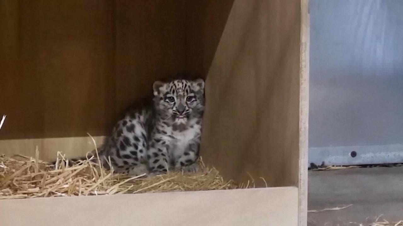Il raro cucciolo di leopardo delle nevi muove i primi passi: le immagini dallo zoo di Chester